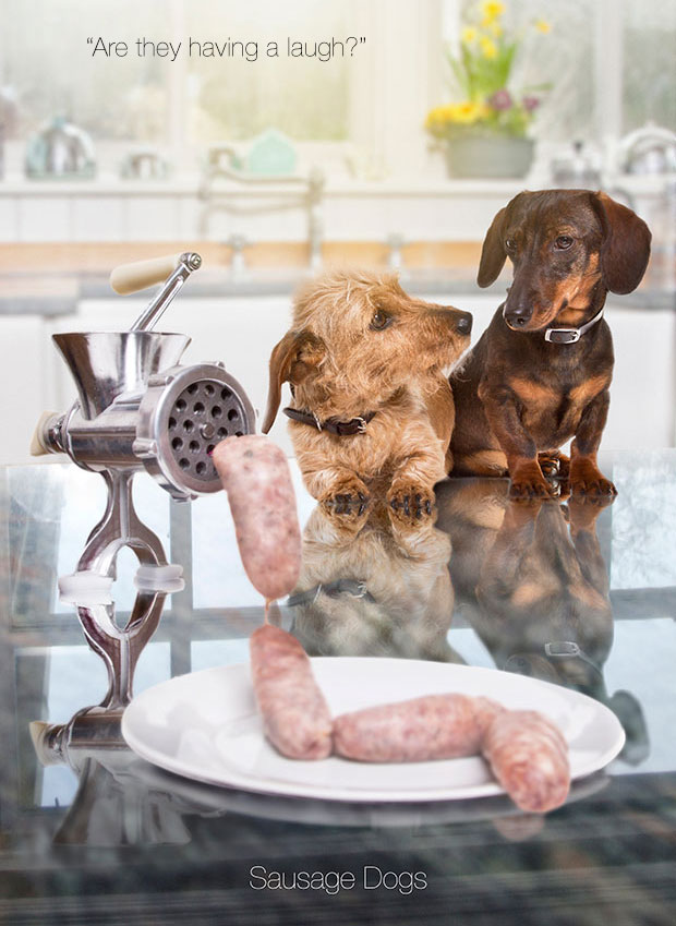 sausage_dogs unhappy